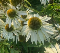 Echinacea